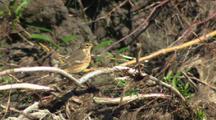 Pipit And Wagtail