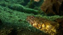 Lizardfish