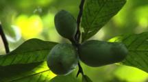 Pawpaw And Custard Apple