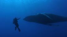 Diving with Whales