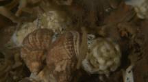 Whelk