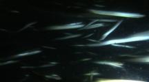 Smelt