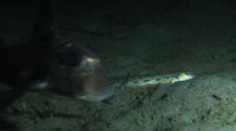 Prickleback