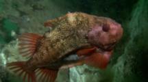 Lumpfish