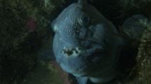 Wolf-fish