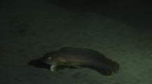 Snailfish