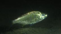 Perch