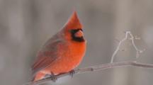 Cardinal And Grosbeak
