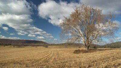 Sycamore And Plane-tree