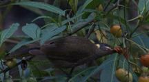Honeyeater