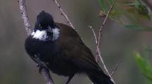 Whipbird
