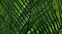 Cycad