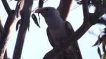 Cuckoo