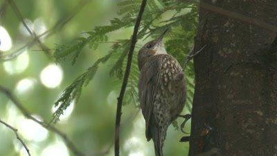 Treecreeper
