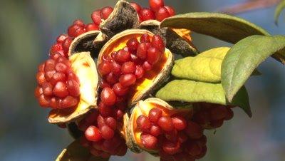 Pittosporum