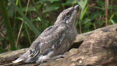 Cuckooshrike