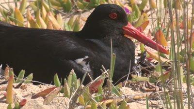 Oystercatcher