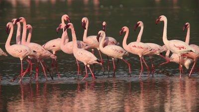 Flamingo