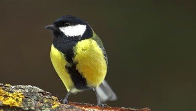 Tit And Chickadee