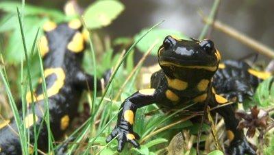 Salamander