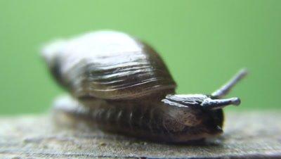 Snail