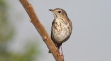 Thrush