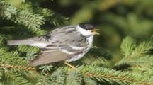 Warbler