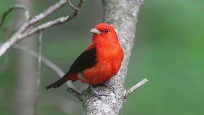 Tanager And Honeycreeper