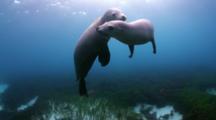 Sea Lion