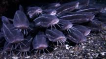 Catfish