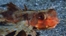 Gurnard
