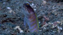 Jawfish