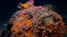 Stonefish