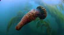 Jellyfish