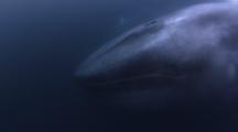 Whales 4K