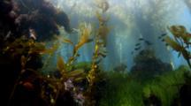 Marine Plants and Algae