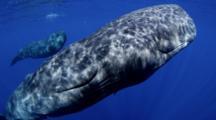 Endangered Whales