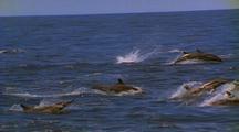 Porpoise