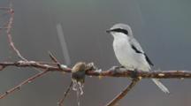 Shrike