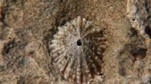 Limpet