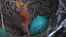 Robin