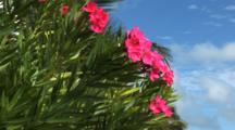 Dogbane