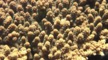 Zooxanthellae