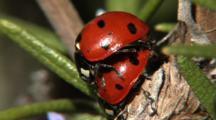 Bugs Mating