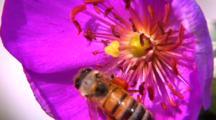 Bugs Feeding