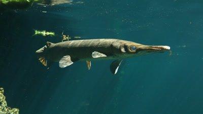 Gar