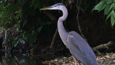 Heron And Bittern
