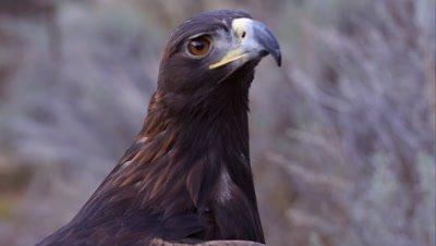 Raptor