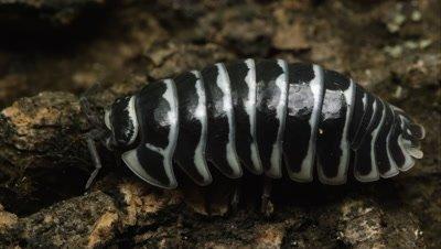Pillbug