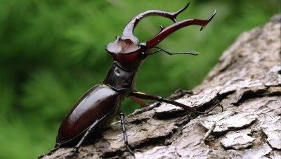 Beetle